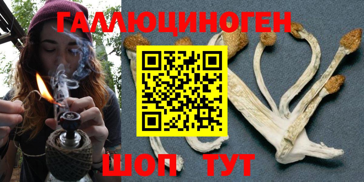 Галлюциногенные грибы Psilocybine cubensis Шатура